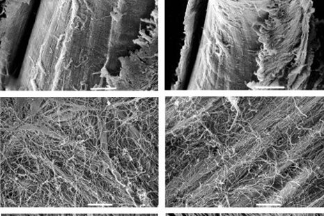Magnetické pole - biologické pôsobenie